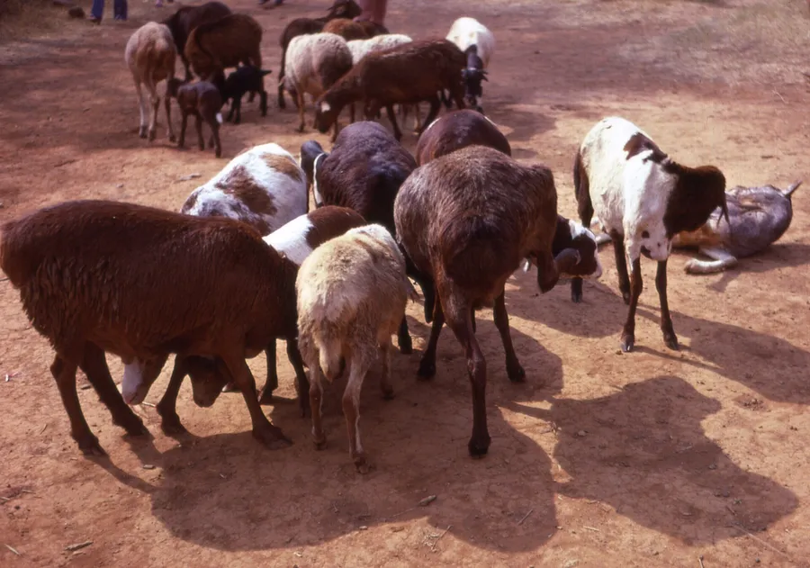 Ewes and lambs