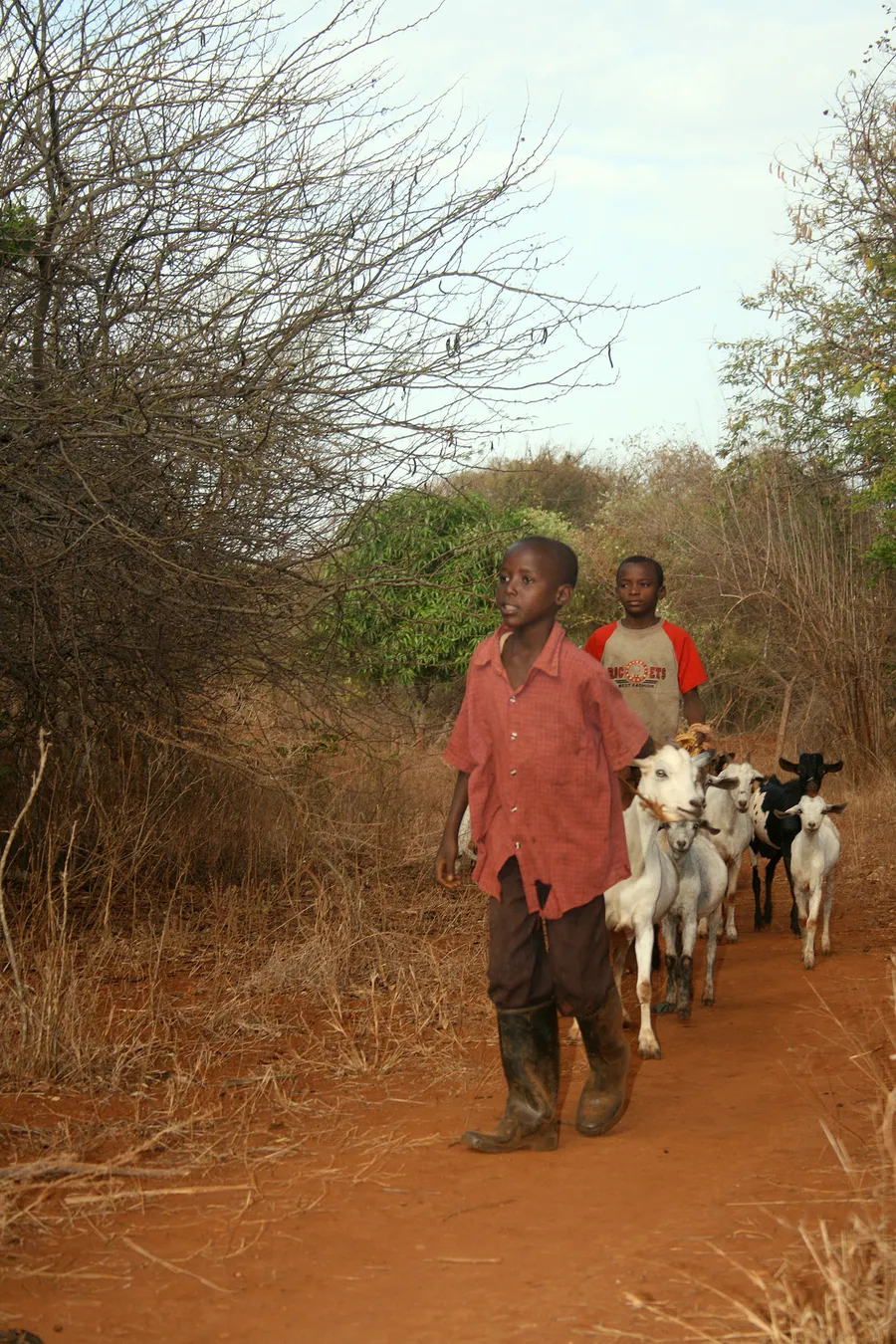 Heifers coming on