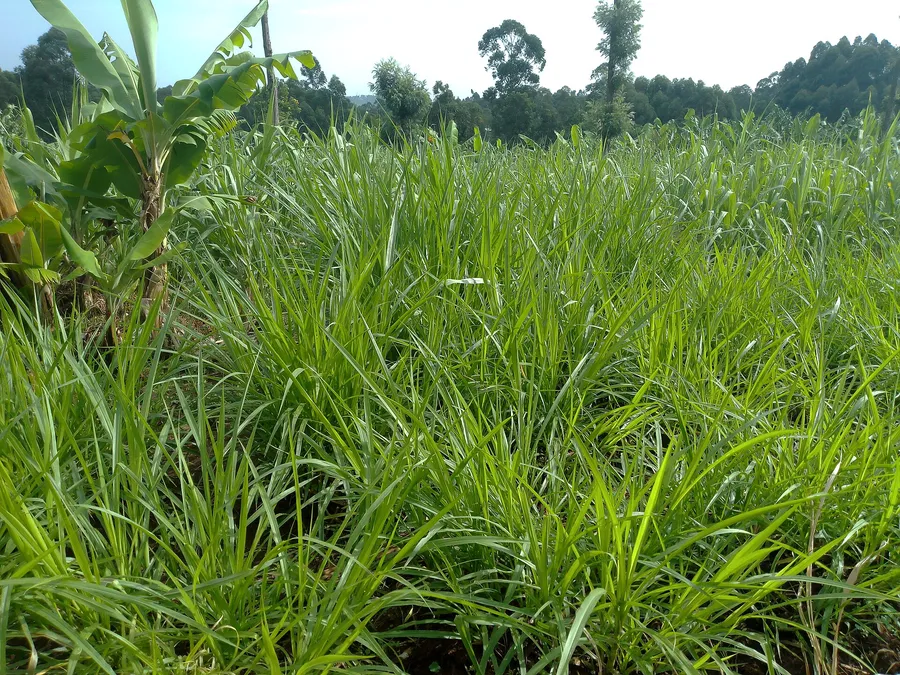 Our own forage