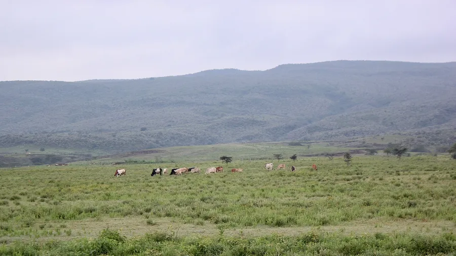 The herd at pasture