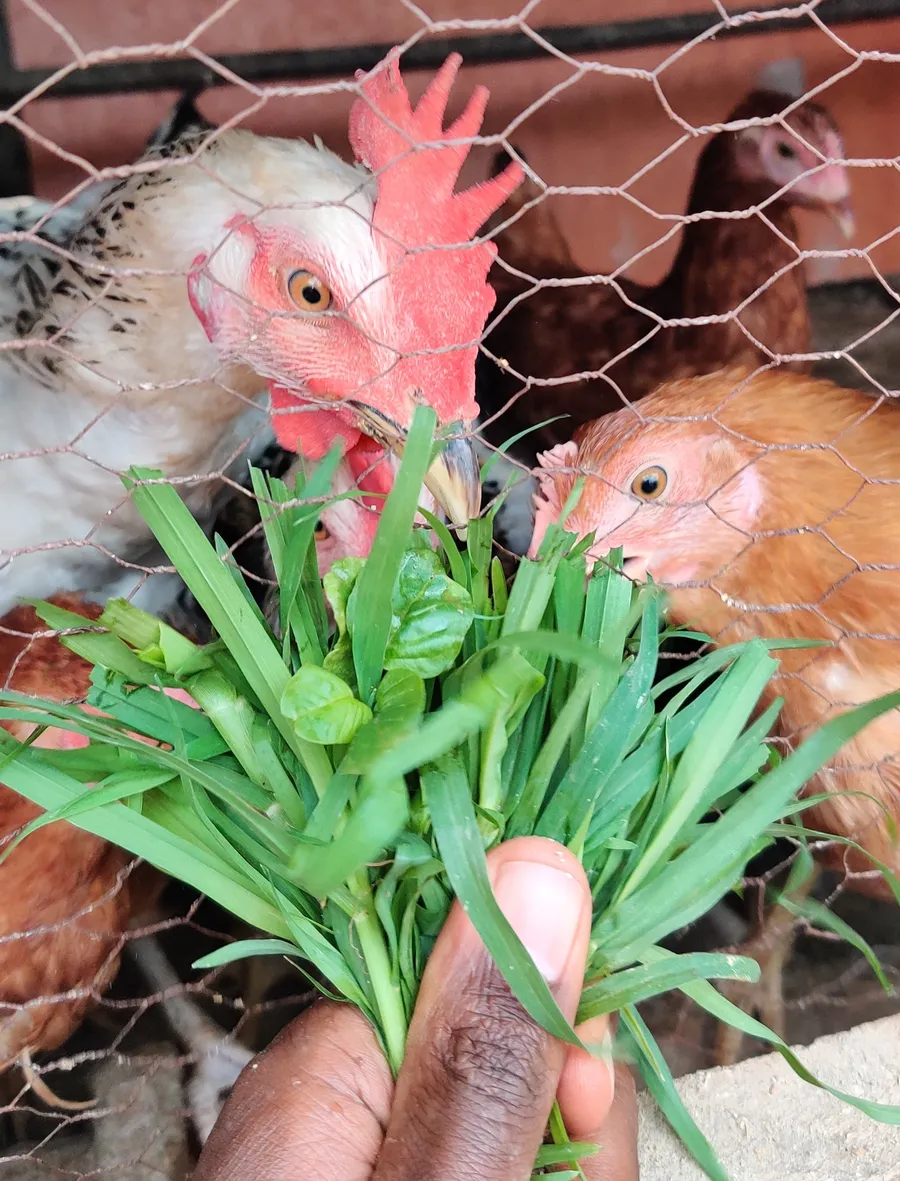 The laying flock