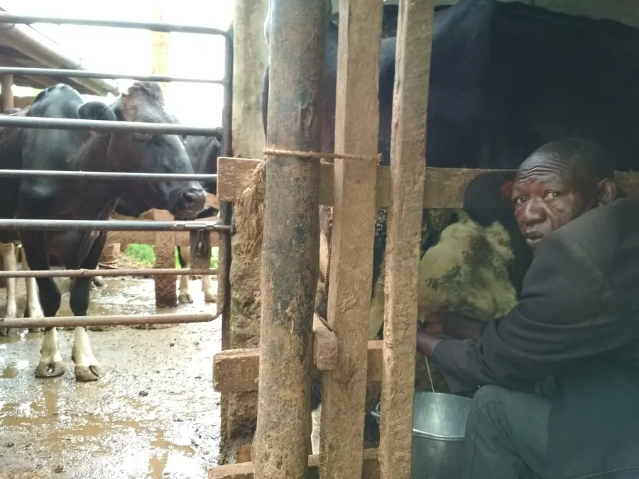 The milking parlour