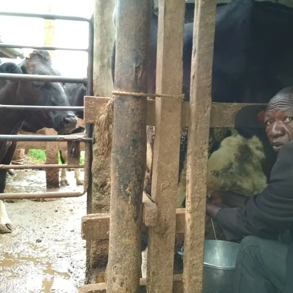 Fresh milk