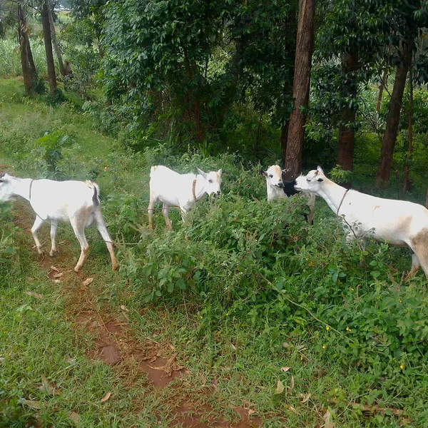 Goat meat