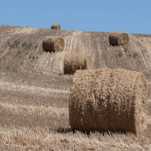 Hay bales