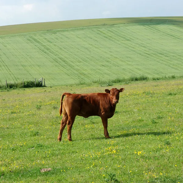 In-calf heifers