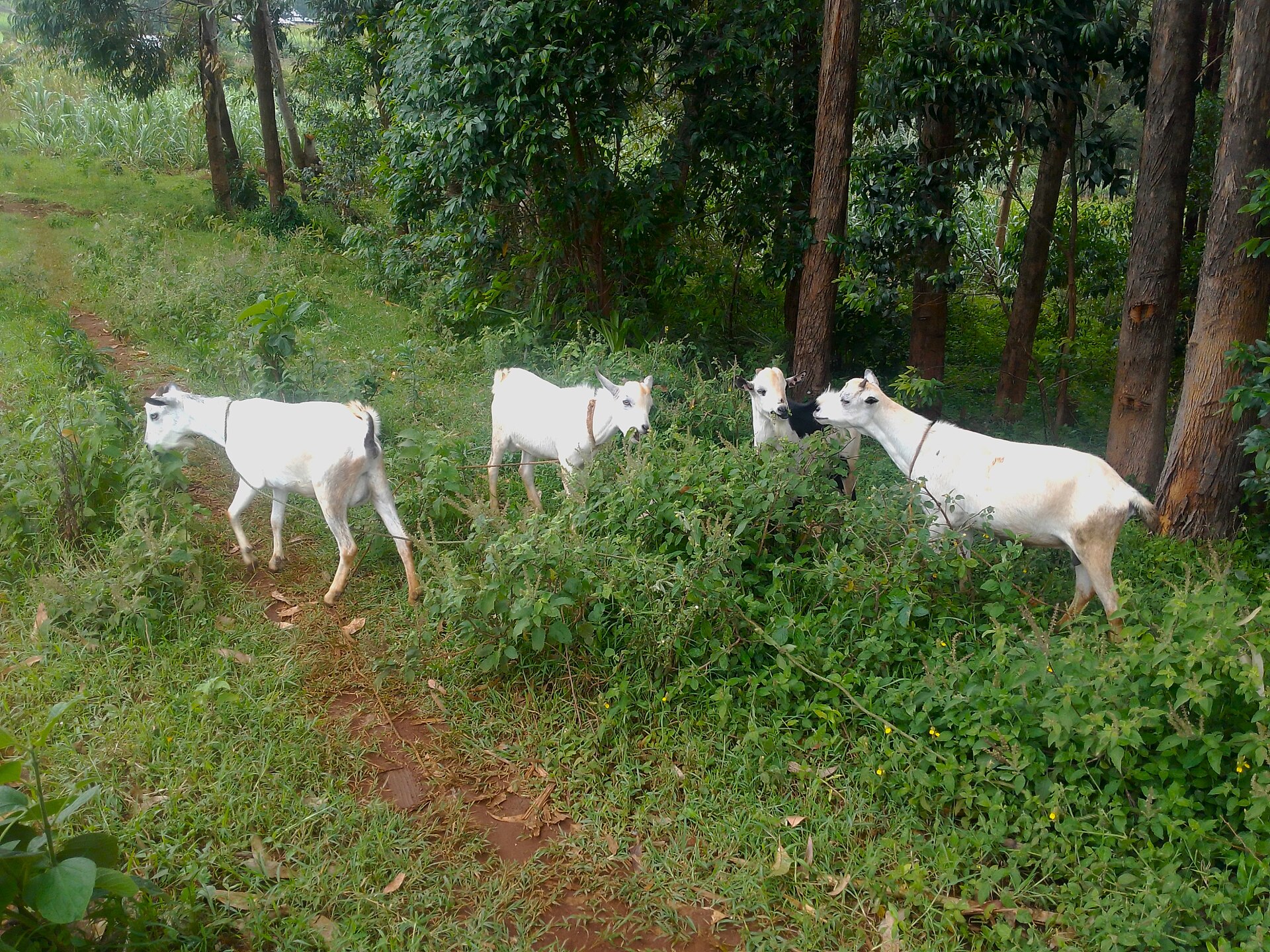 Goat meat
