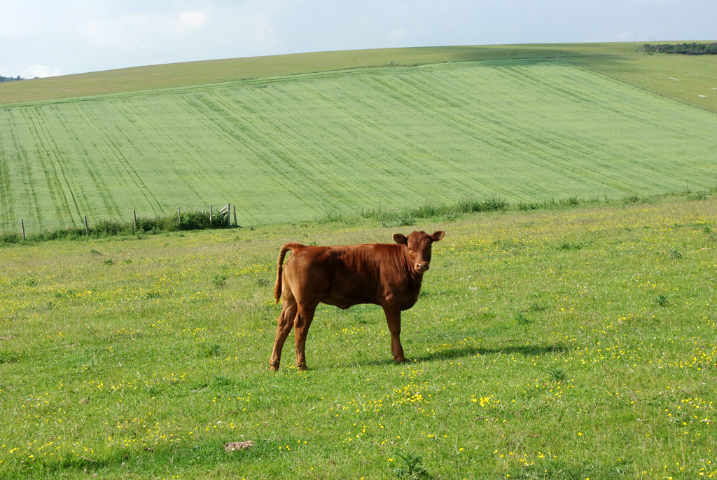In-calf heifers